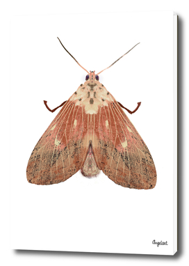 Pink moth on white background
