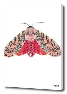 Moth pink red on white background