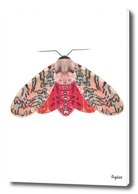 Moth pink red on white background