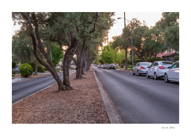City street lined with Olive trees and cars in the evening