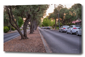 City street lined with Olive trees and cars in the evening
