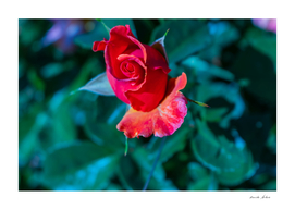Blooming attractive single red rose petal