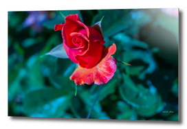 Blooming attractive single red rose petal