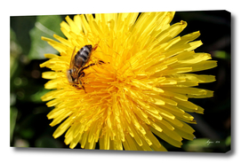 Honey Bee on Dandelion