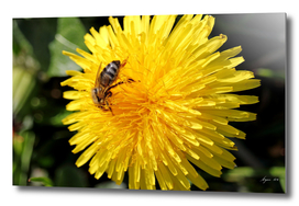Honey Bee on Dandelion