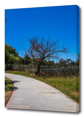 footpath in the park to walk near lake front