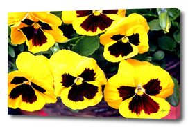Giant Pansy Yellow 03