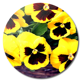 Giant Pansy Yellow 03