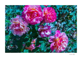 Bush of beautiful colorful pink red roses blossoming
