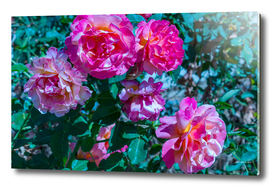 Bush of beautiful colorful pink red roses blossoming