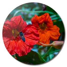 Bee flying on nectar of blossoming red poppy flower