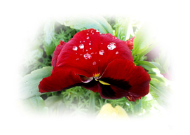 Bright red pansy