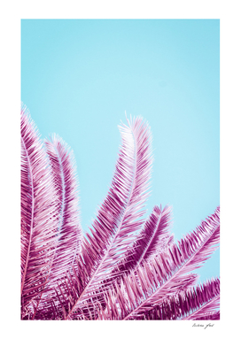 Pink Palm Trees