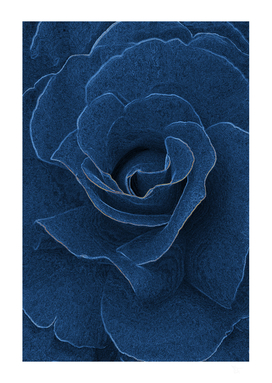 Velvet blue rose