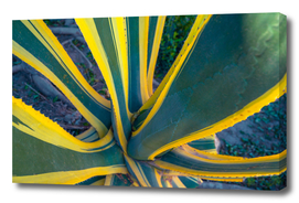 Sharp pointed agave plant succulent leaves pattern. Cactus