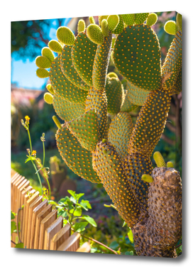 Blind Prickly Pear Cactus or Opuntia rufida at home garden.