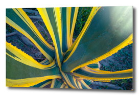 Sharp pointed agave plant succulent leaves pattern. Cactus