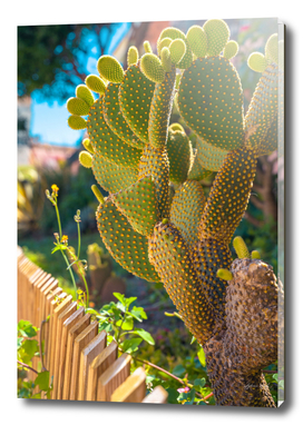 Blind Prickly Pear Cactus or Opuntia rufida at home garden.