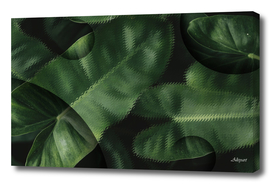 anthurium green leaves