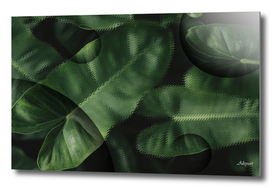 anthurium green leaves