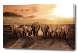 elephant dust road africa savannah