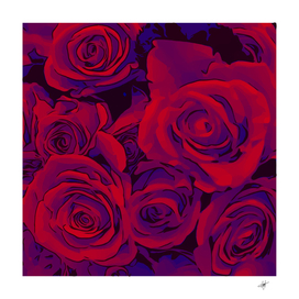 roses red purple flowers pretty