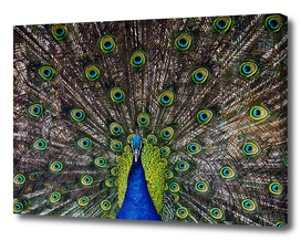 peacock animals feathers bird