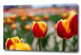 Red/Yellow Tulips