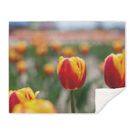 Red/Yellow Tulips
