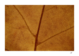 leaf fall foliage nature brown
