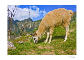 Andean Llama, Macchu Picchu - Peru