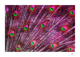 Red peacock feathers color plumage