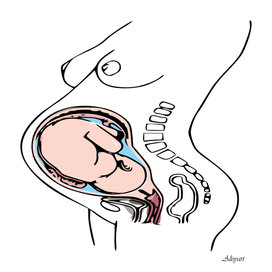 anatomy birth child