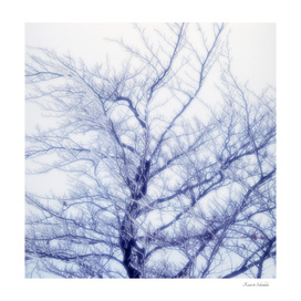 Icy tree in winter