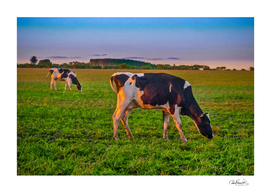 Cows Eating at Rural Environment, San Jose - Uruguay