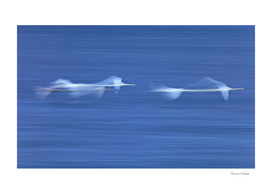 Whooper swans flying low over a lake