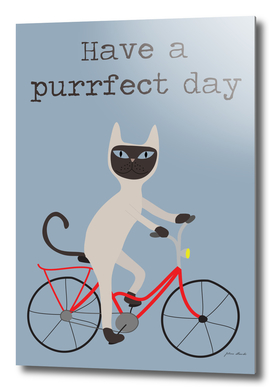 Siamese cat on bicycle