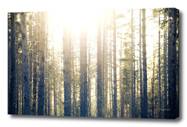 Sun illuminating fir trees