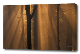 Sunshine in a misty beech forest