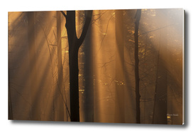 Sunshine in a misty beech forest