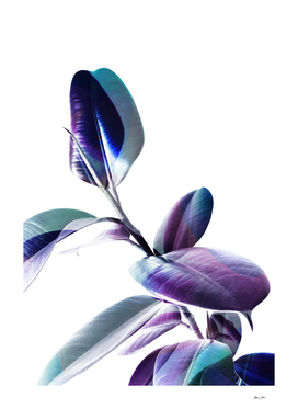 Minimal Rubber foliage in Blue and Purple on White