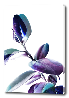Minimal Rubber foliage in Blue and Purple on White