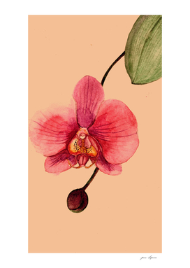 pink Phalaenopsis Orchid flower