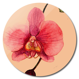 pink Phalaenopsis Orchid flower