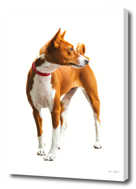 Basenji is a quiet African dog, full of grace and grace