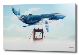 Whale Tails Golden Gate Bridge
