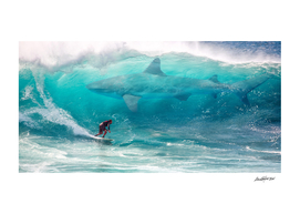Surfing with Sharks