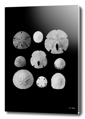 Fossils of the sea