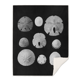 Fossils of the sea