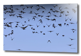A flock of jackdaws approaching